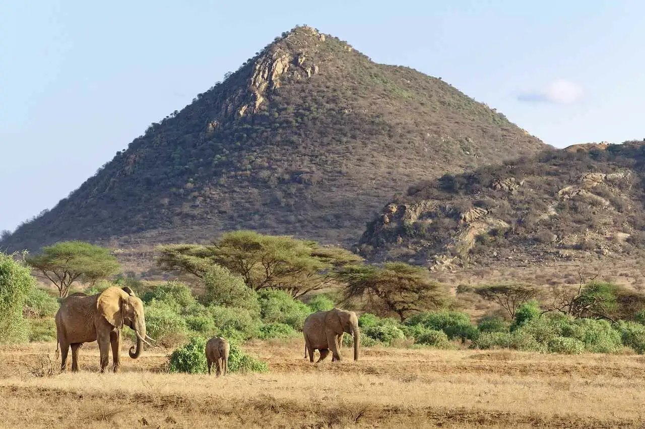 elephants in samburu